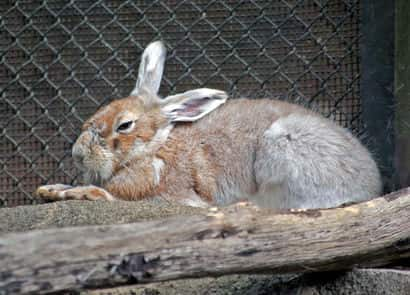 トウホクノウサギ